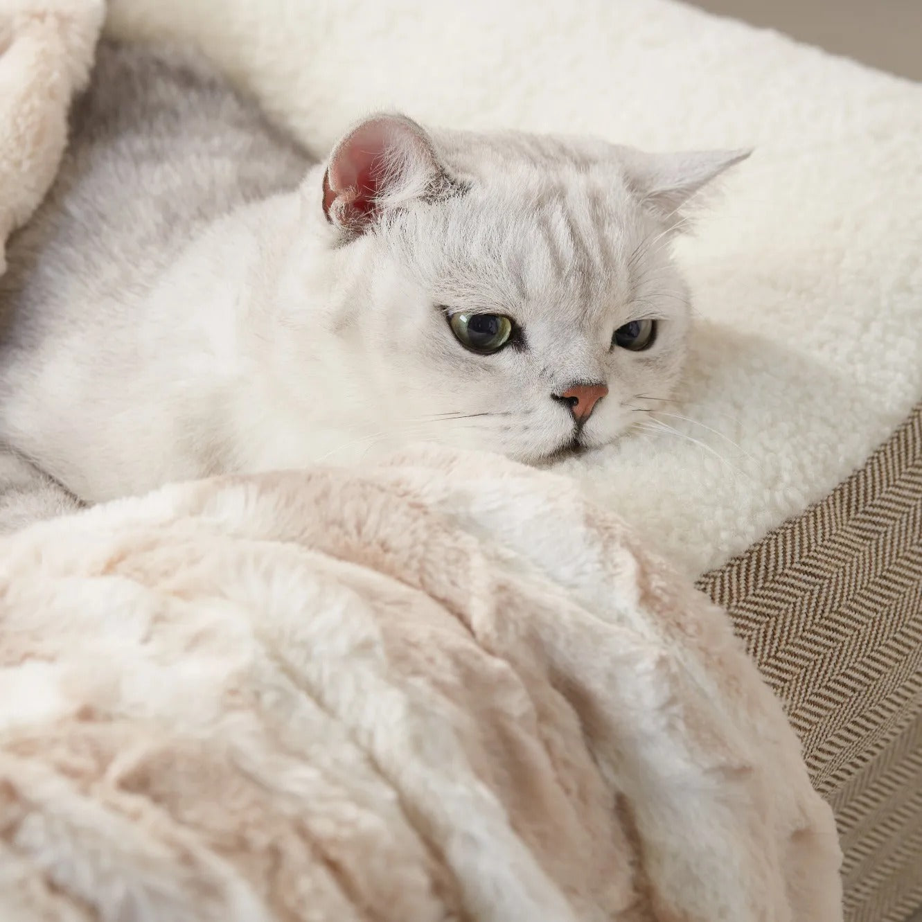 Eco Friendly Plush Pet Dog Blanket 28x40 Inches